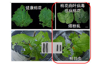 近日，微生物研究所發(fā)現(xiàn)雙生病毒調(diào)控植物免疫平衡實(shí)現(xiàn)全新生態(tài)功能